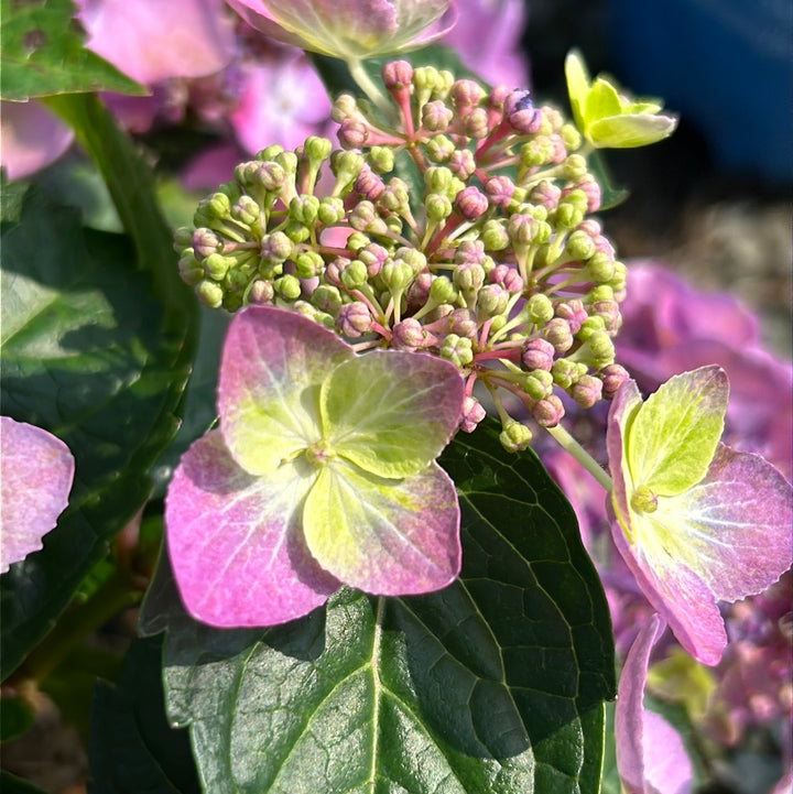 Pop Star Hydrangea with blue lacecap flowers and dark green foliage