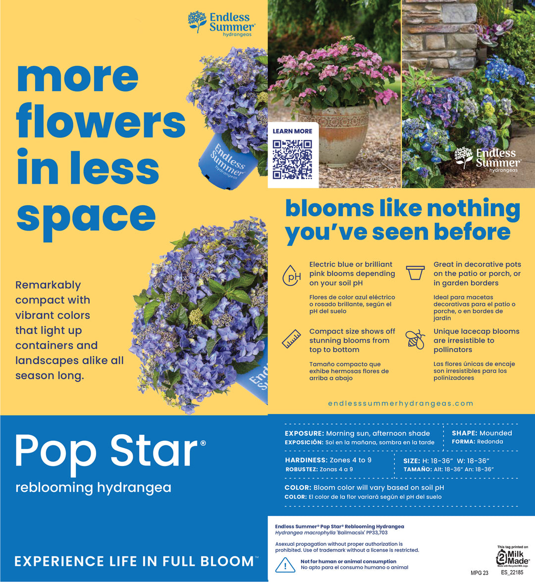 Pop Star Hydrangea with blue lacecap flowers and dark green foliage