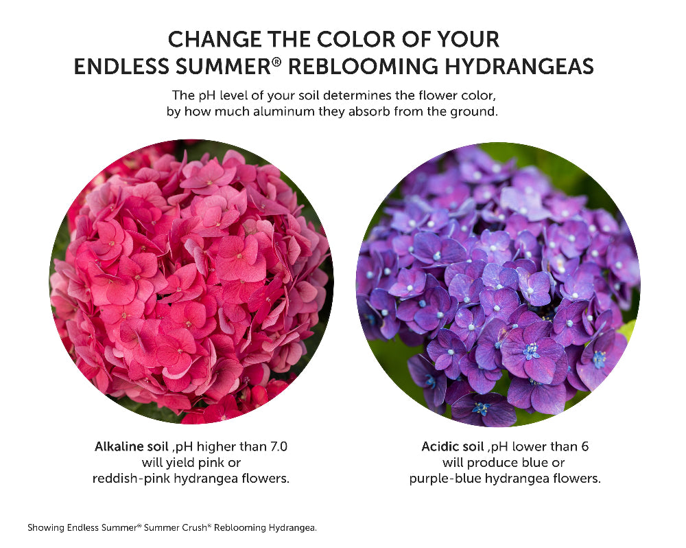 Pop Star Hydrangea with blue lacecap flowers and dark green foliage