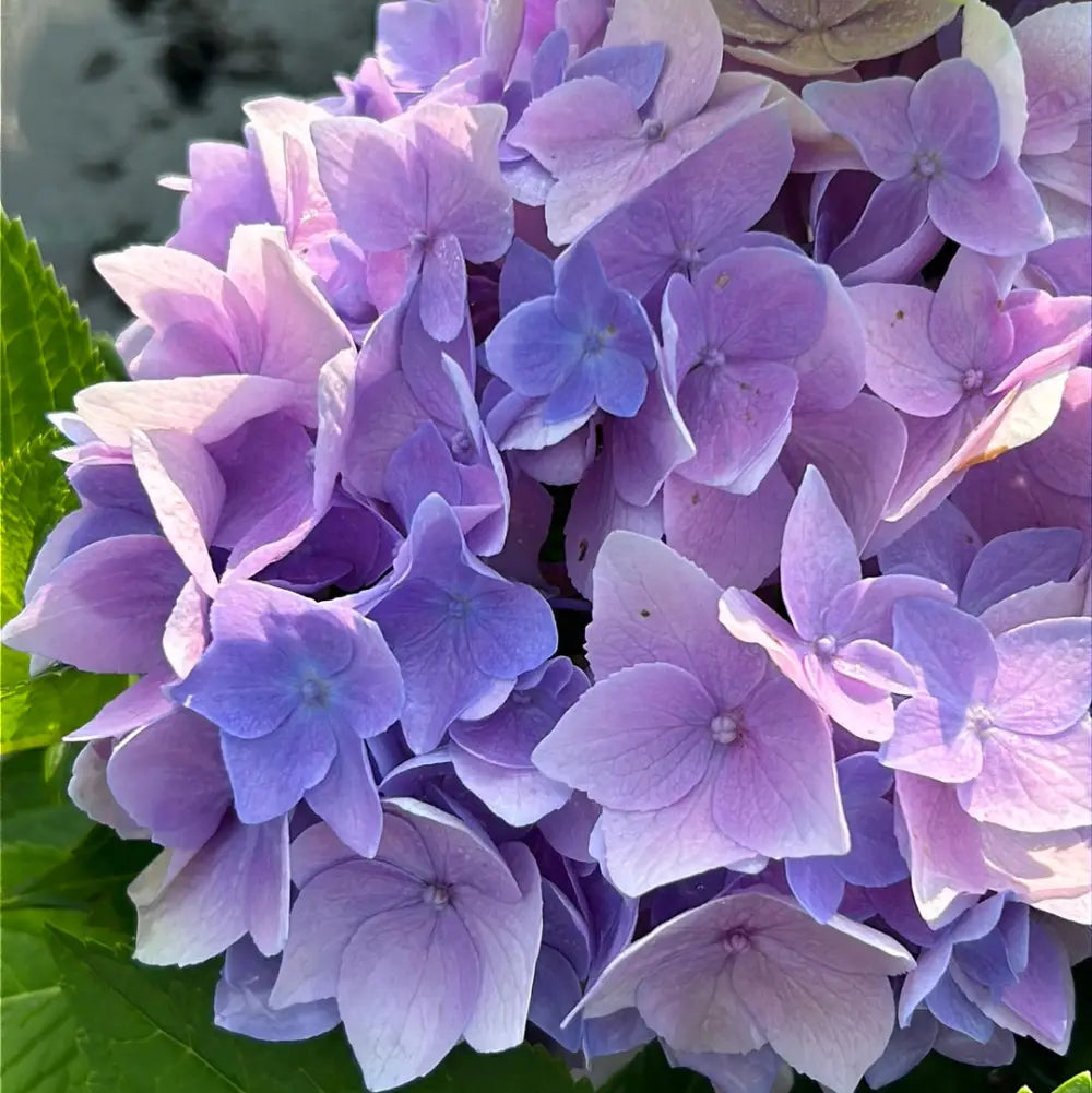 Azure Sky Hydrangea with blue mophead flowers and rounded green foliage