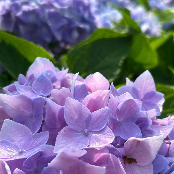 Azure Sky Hydrangea with blue mophead flowers and rounded green foliage