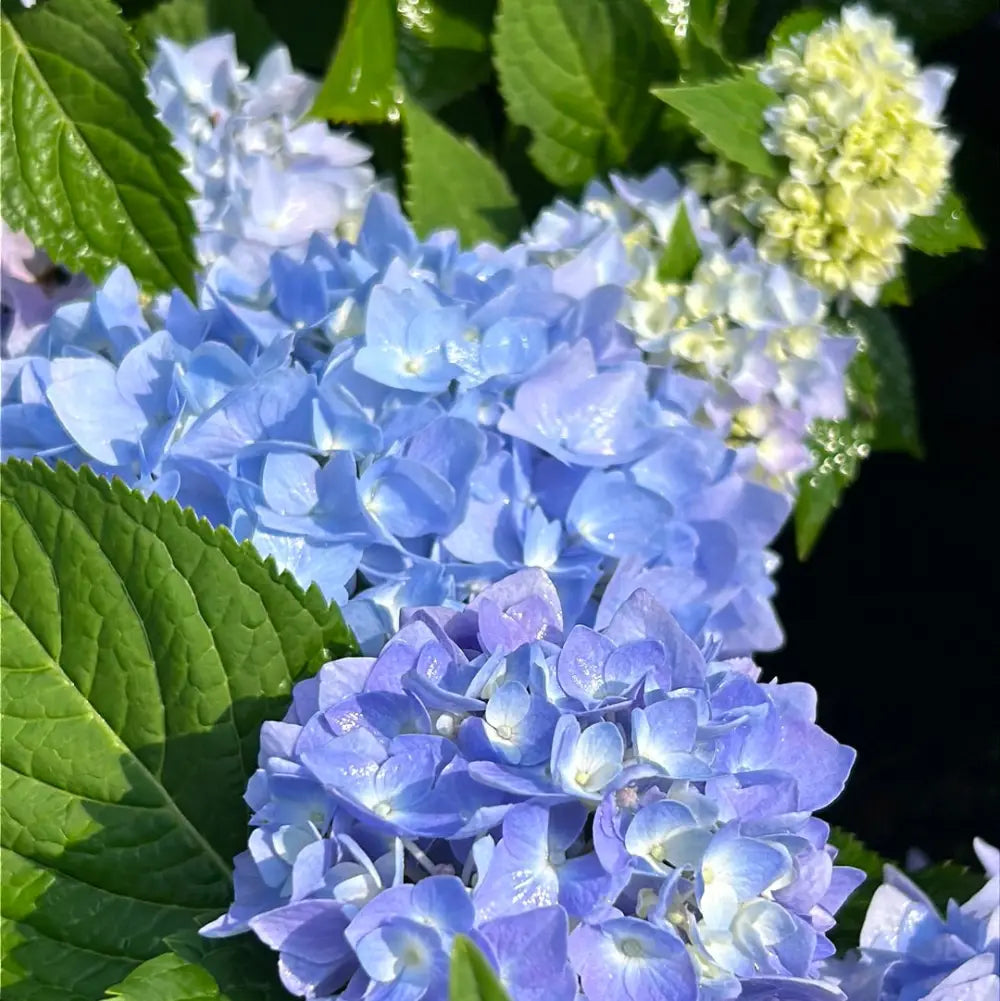 Azure Sky Hydrangea with blue mophead flowers and rounded green foliage