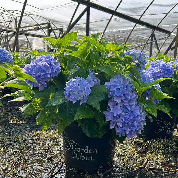 Azure Sky Hydrangea with blue mophead flowers and rounded green foliage