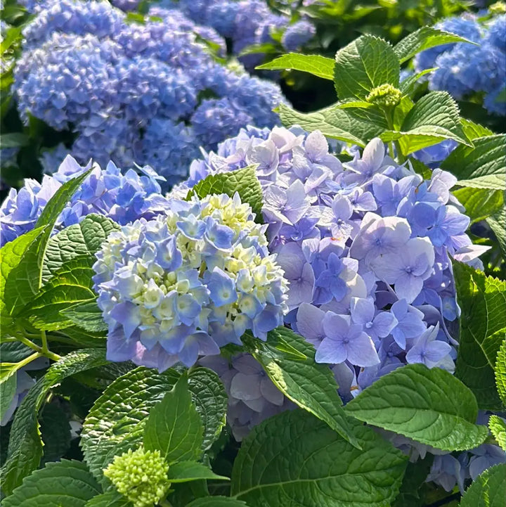 Azure Sky Hydrangea with blue mophead flowers and rounded green foliage