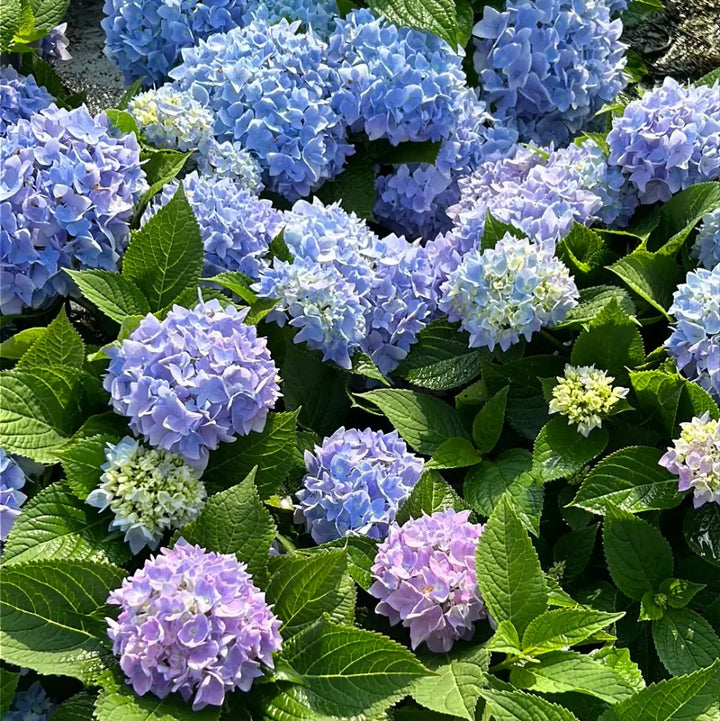 Azure Sky Hydrangea with blue mophead flowers and rounded green foliage