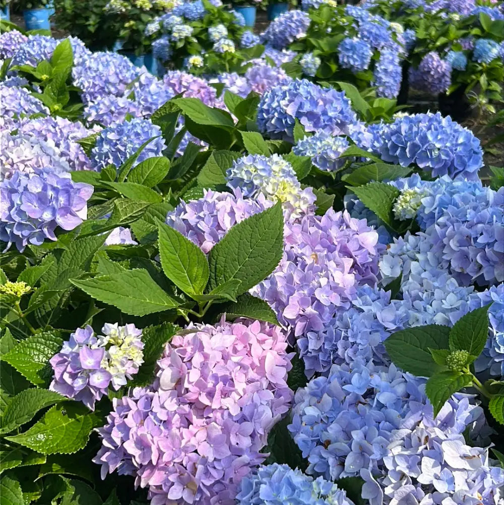 Azure Sky Hydrangea with blue mophead flowers and rounded green foliage