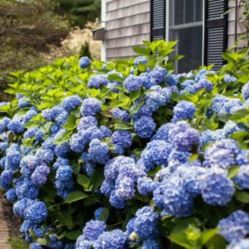Big Daddy Hydrangea with extra large blue mophead flowers
