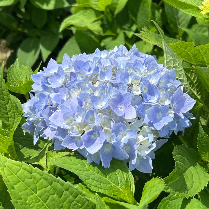 Big Daddy Hydrangea with extra large blue mophead flowers