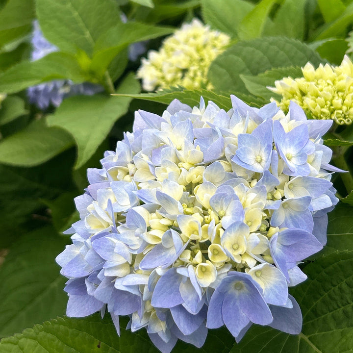 Big Daddy Hydrangea with extra large blue mophead flowers