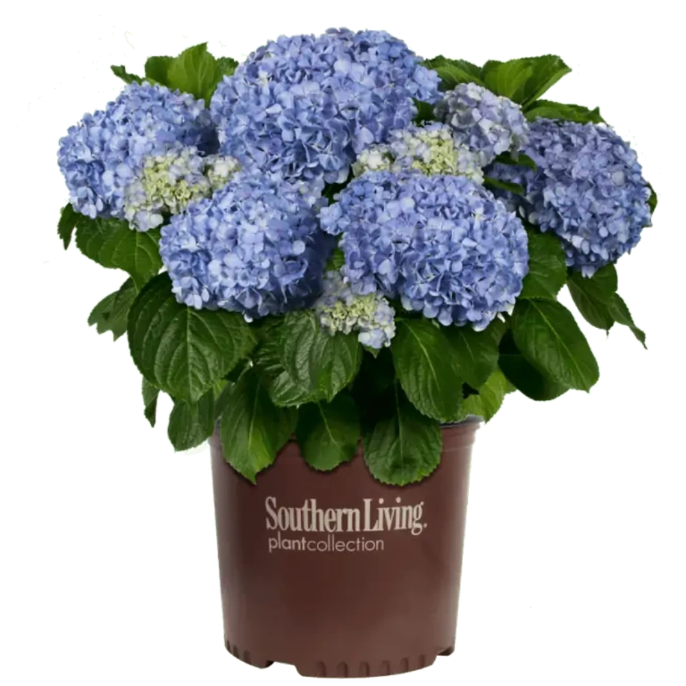 Big Daddy Hydrangea with extra large blue mophead flowers