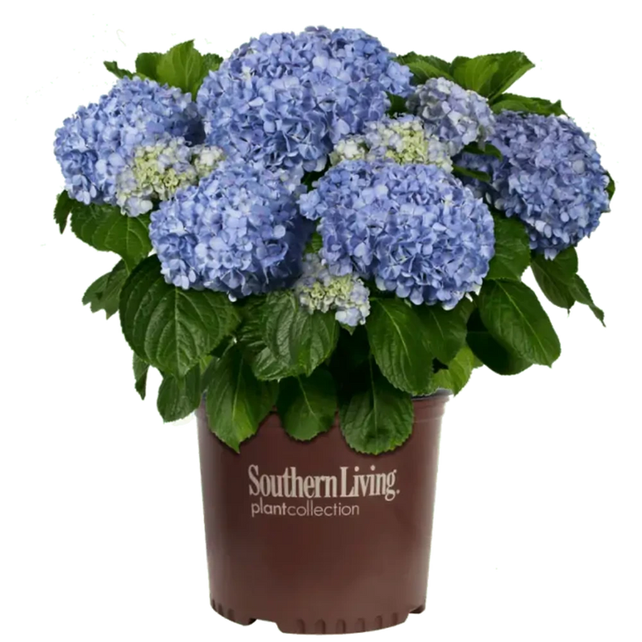 Big Daddy Hydrangea with extra large blue mophead flowers