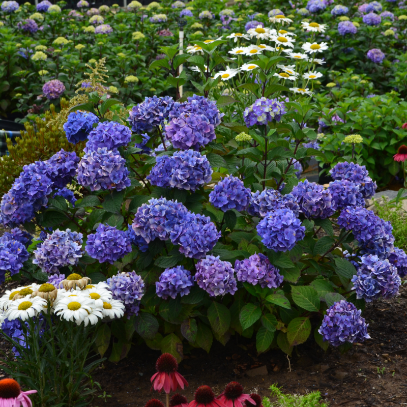 BloomStruck Hydrangea with violet blue flowers and red purple stems