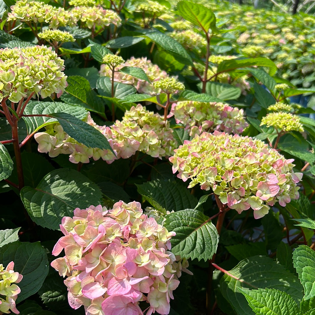 BloomStruck Hydrangea with violet blue flowers and red purple stems
