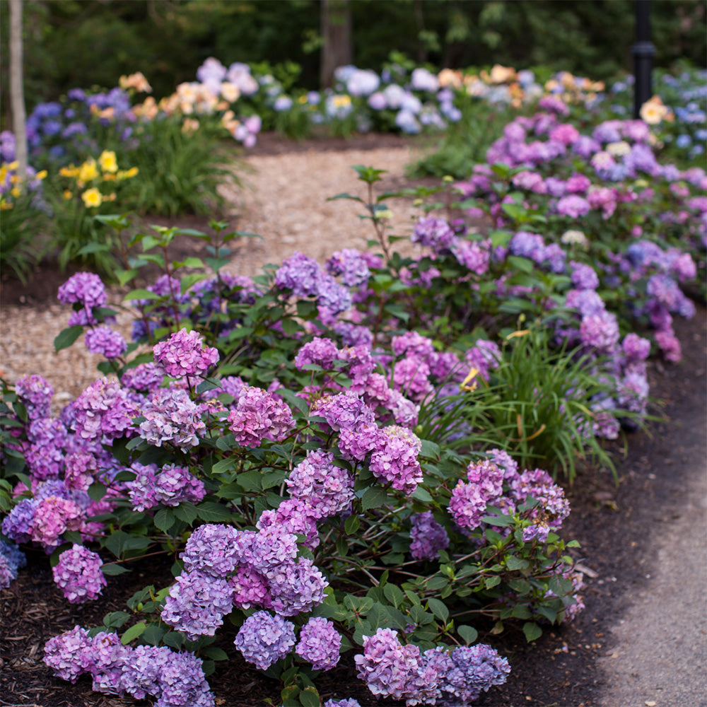 BloomStruck Hydrangea with violet blue flowers and red purple stems