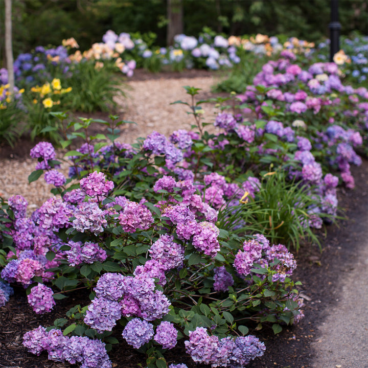BloomStruck Hydrangea with violet blue flowers and red purple stems