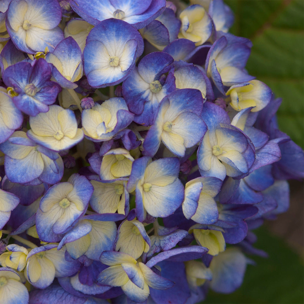 BloomStruck Hydrangea with violet blue flowers and red purple stems