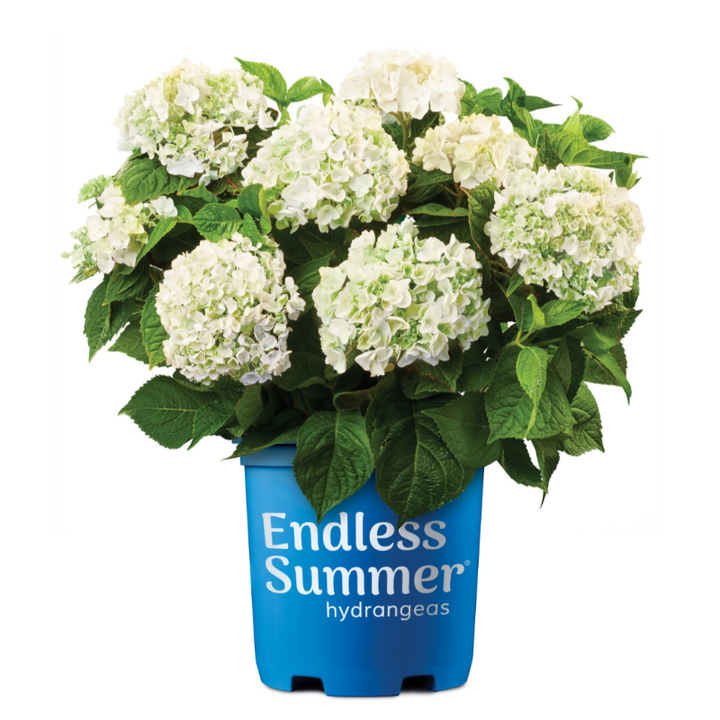 Blushing Bride Hydrangea with white mophead flowers aging to soft pink
