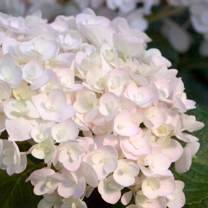Blushing Bride Hydrangea with white mophead flowers aging to soft pink