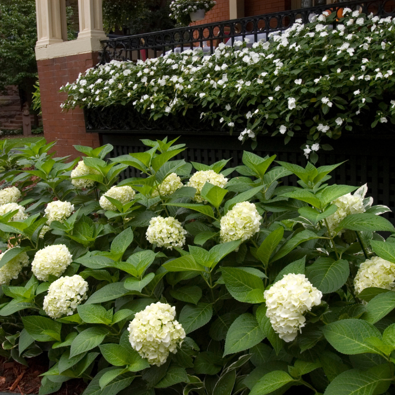 Blushing Bride Hydrangea with white mophead flowers aging to soft pink