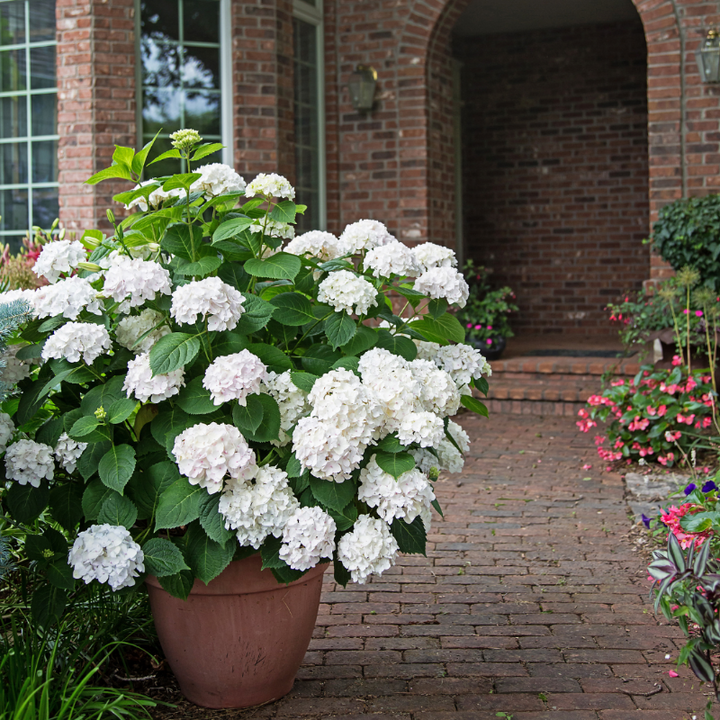 Blushing Bride Hydrangea with white mophead flowers aging to soft pink