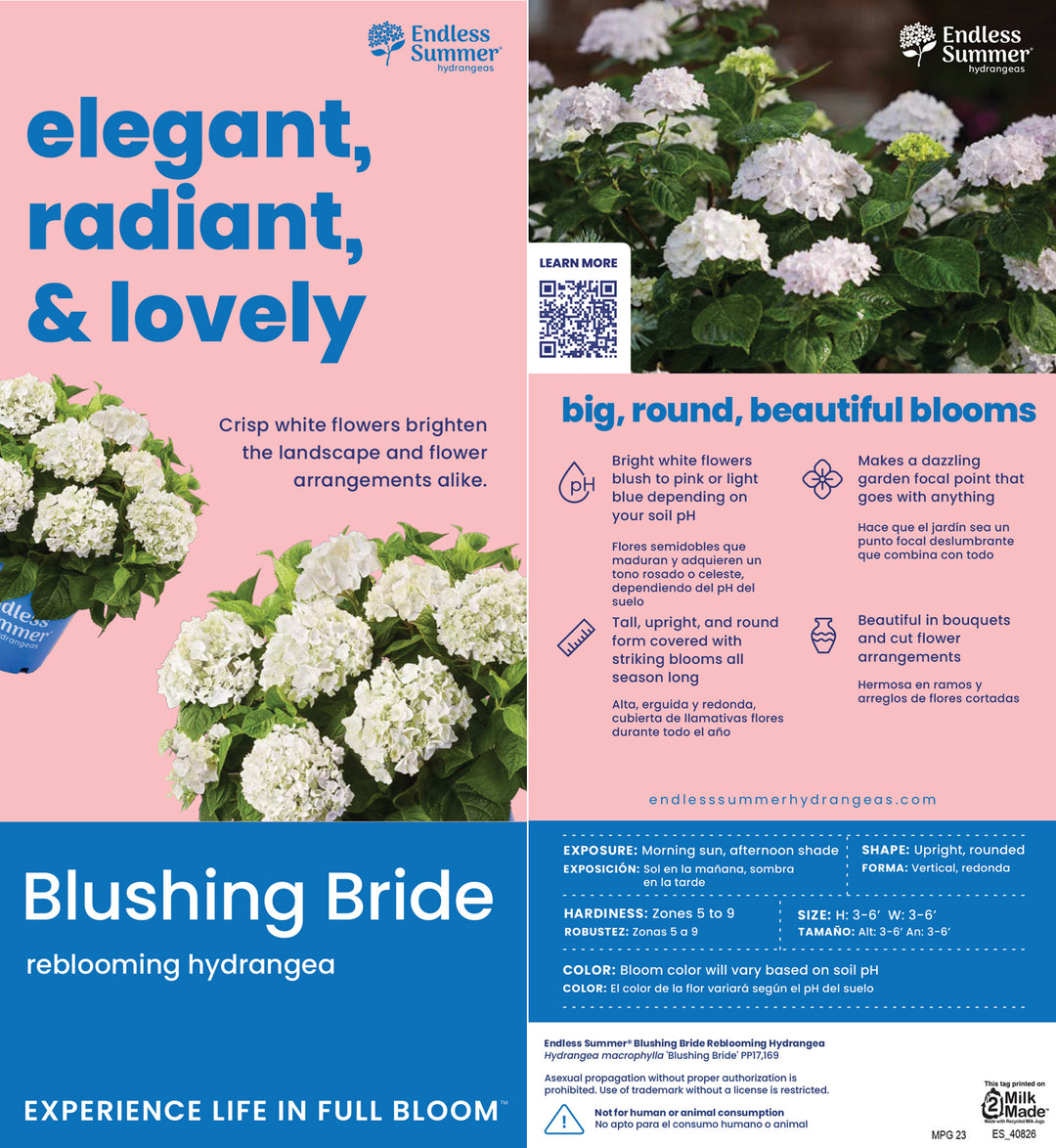 Blushing Bride Hydrangea with white mophead flowers aging to soft pink