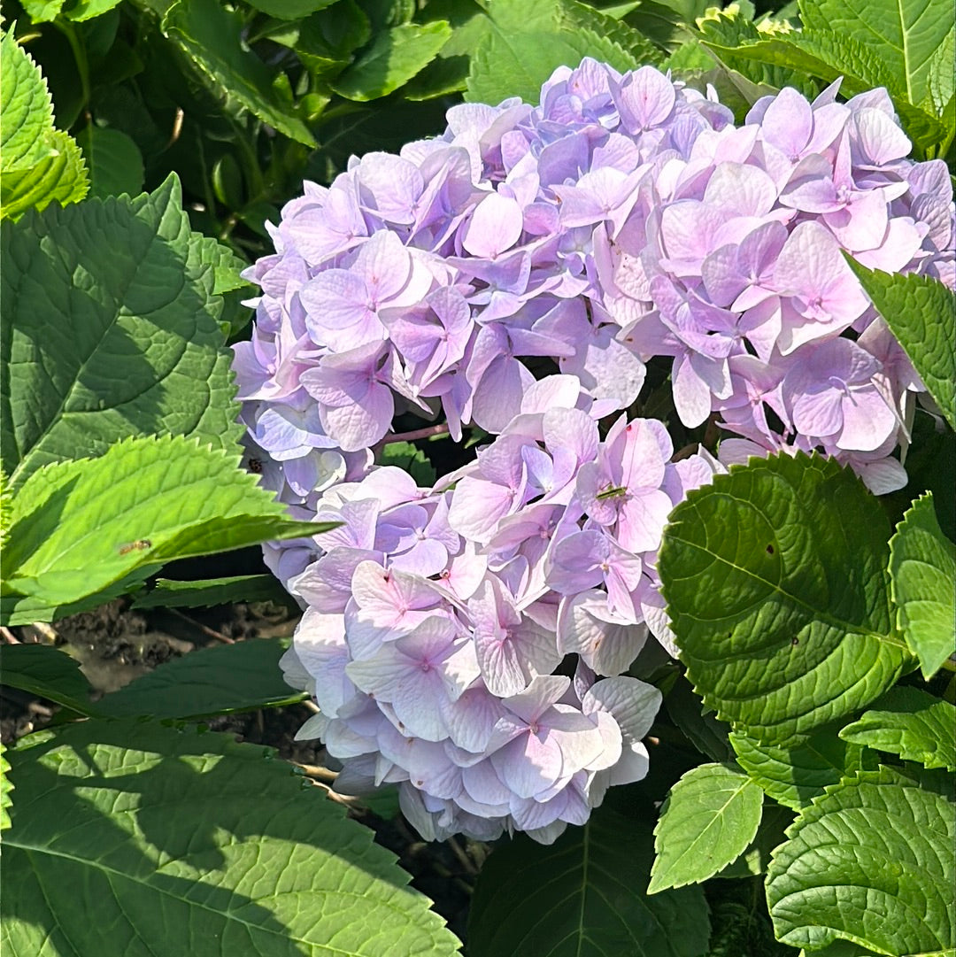 Dooley Hydrangea with soft blue lacecap flowers
