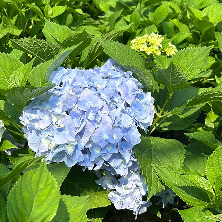 Dooley Hydrangea with soft blue lacecap flowers