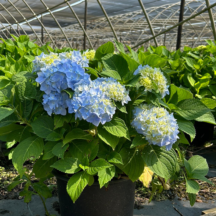 Dooley Hydrangea with soft blue lacecap flowers
