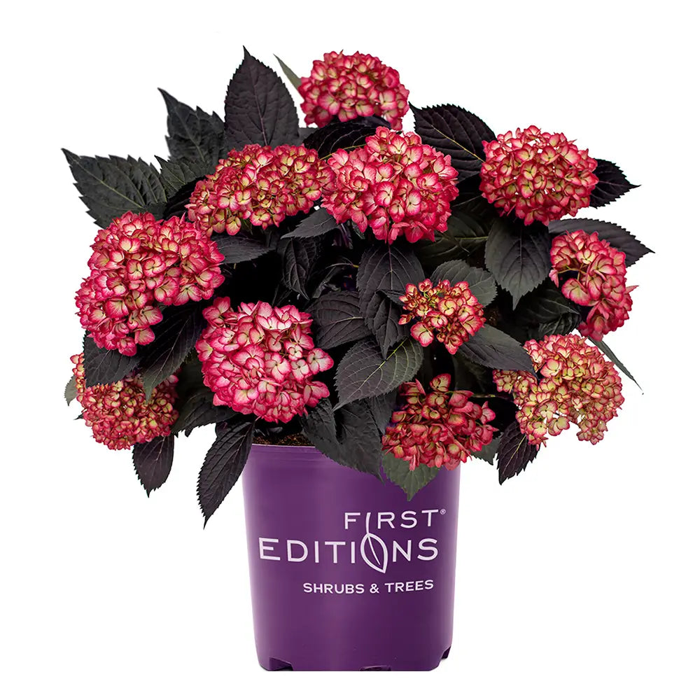 Eclipse Hydrangea with purple flowers and deep burgundy foliage