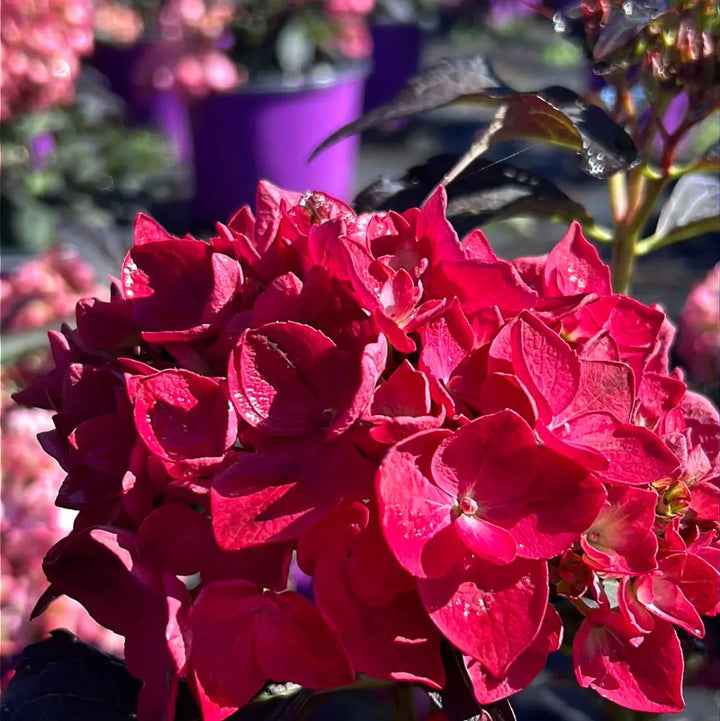 Eclipse Hydrangea with purple flowers and deep burgundy foliage
