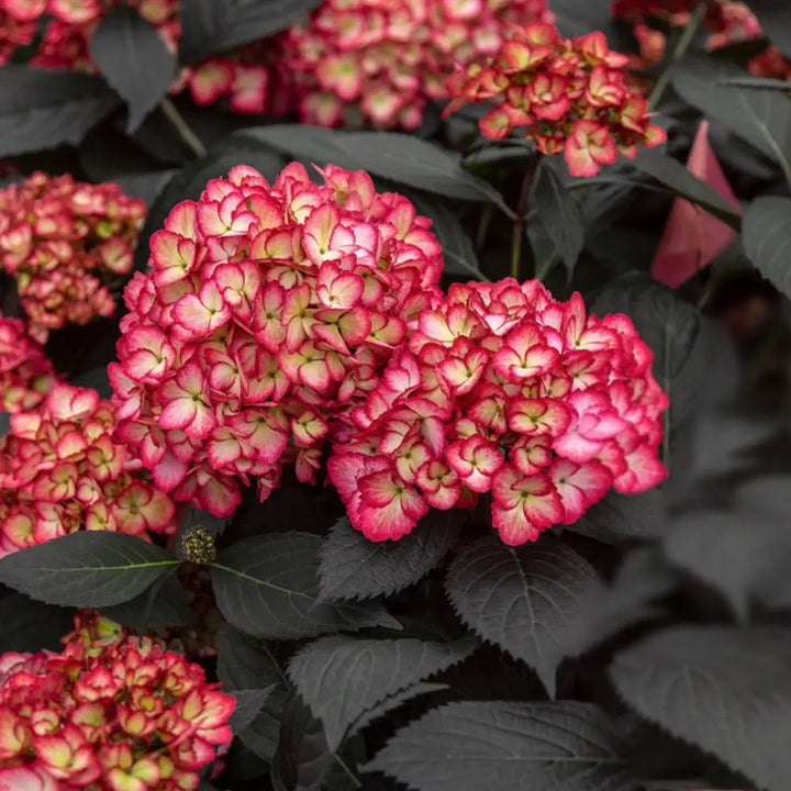 Eclipse Hydrangea with purple flowers and deep burgundy foliage