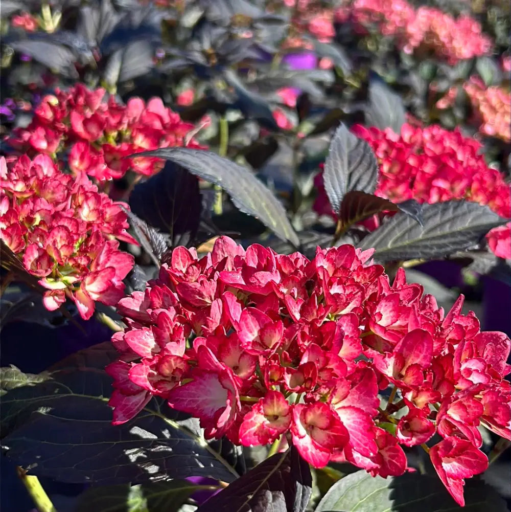 Hydrangea m. Eclipse® | GoBuyPlants