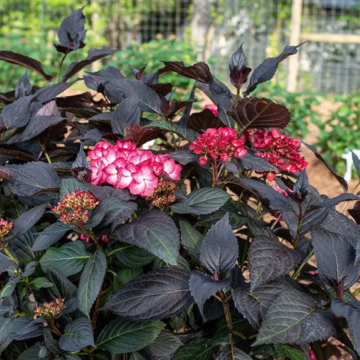 Eclipse Hydrangea with purple flowers and deep burgundy foliage
