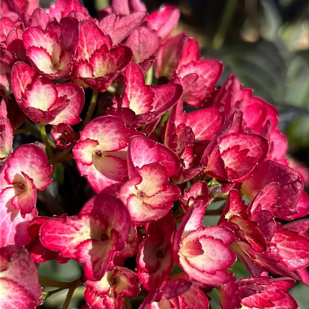 Eclipse Hydrangea with purple flowers and deep burgundy foliage