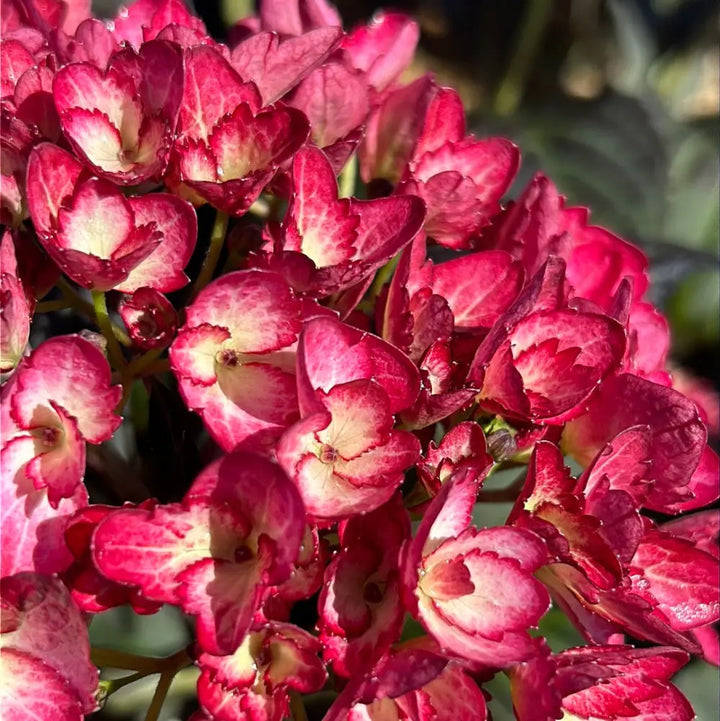 Eclipse Hydrangea with purple flowers and deep burgundy foliage