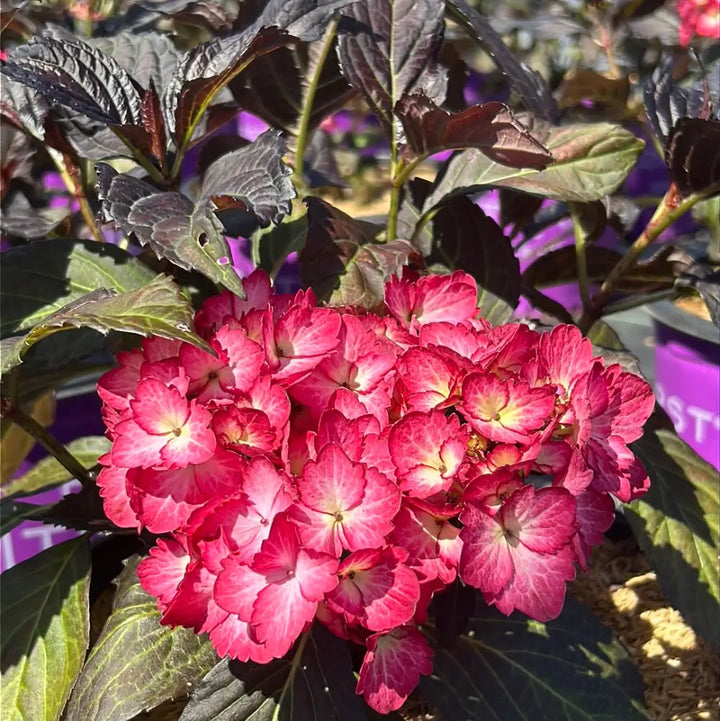 Eclipse Hydrangea with purple flowers and deep burgundy foliage