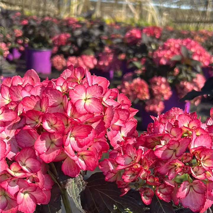 Eclipse Hydrangea with purple flowers and deep burgundy foliage