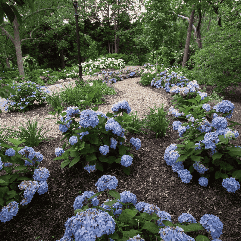 Endless Summer Hydrangea with large blue mophead flower clusters