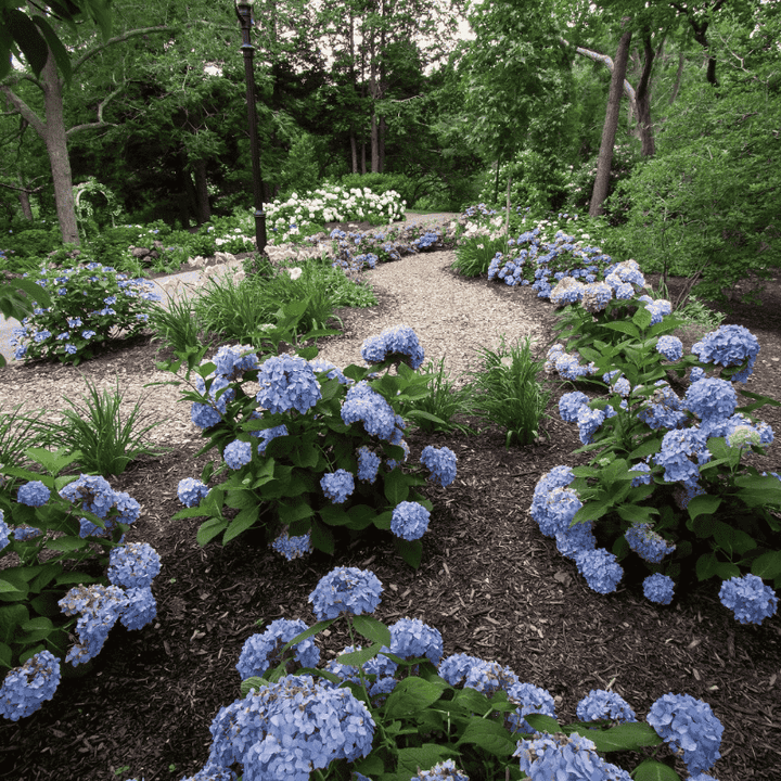Endless Summer Hydrangea with large blue mophead flower clusters