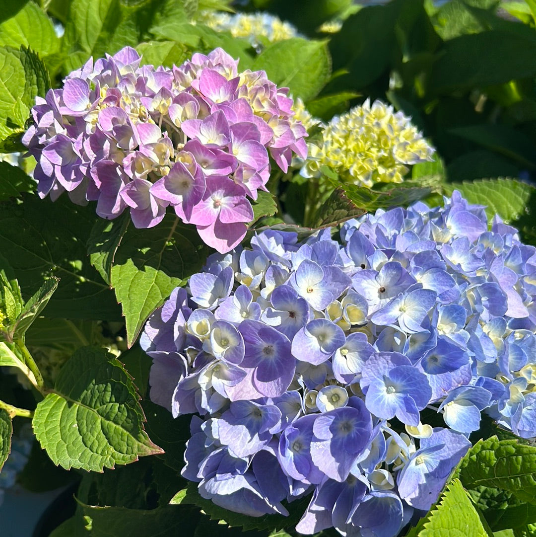 Endless Summer Hydrangea with large blue mophead flower clusters