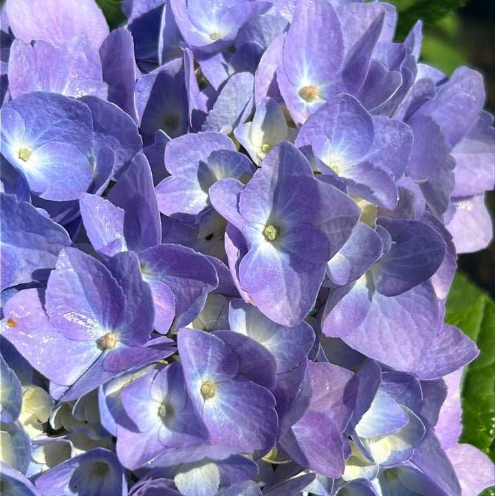 Endless Summer Hydrangea with large blue mophead flower clusters