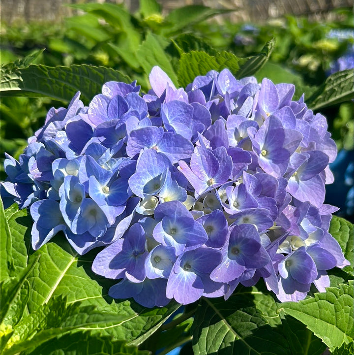 Endless Summer Hydrangea with large blue mophead flower clusters