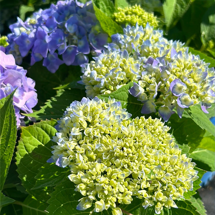 Endless Summer Hydrangea with large blue mophead flower clusters