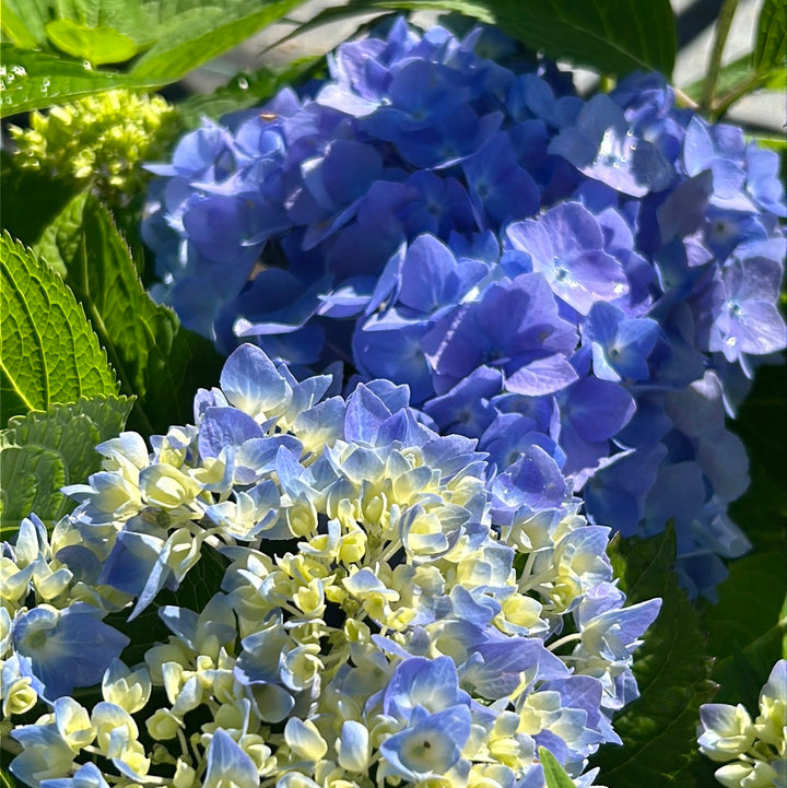 Endless Summer Hydrangea with large blue mophead flower clusters