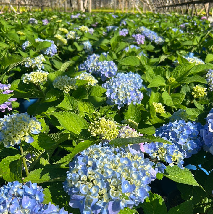 Endless Summer Hydrangea with large blue mophead flower clusters