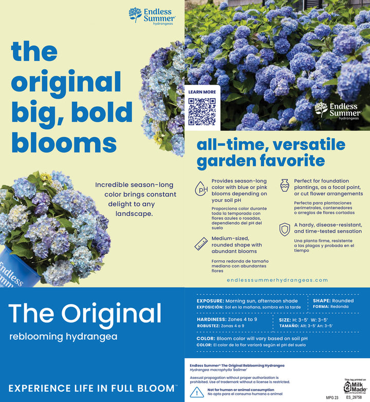 Endless Summer Hydrangea with large blue mophead flower clusters