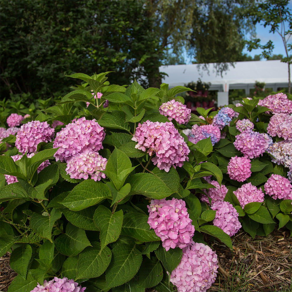 Endless Summer Hydrangea with large blue mophead flower clusters