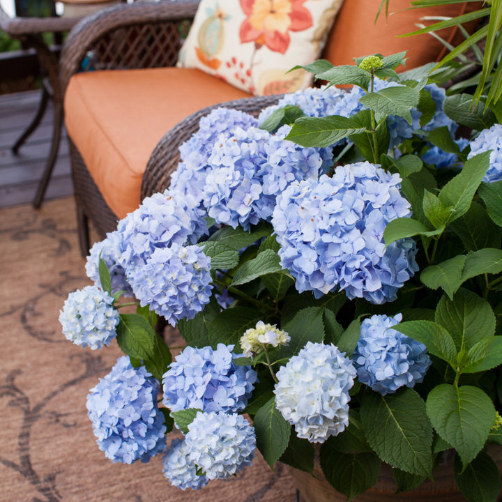 Endless Summer Hydrangea with large blue mophead flower clusters