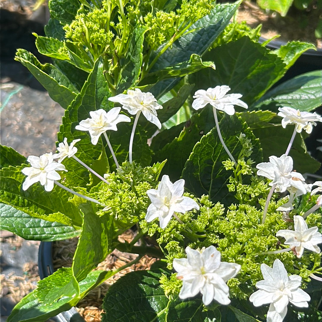 Fuji Waterfall Hydrangea with cascading double white lacecap flowers