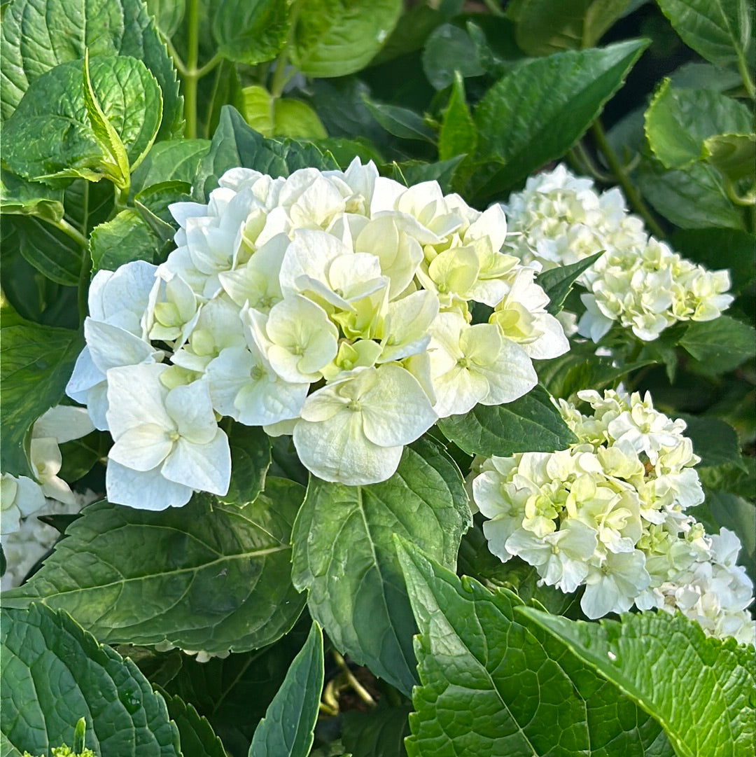 Fuji Waterfall Hydrangea with cascading double white lacecap flowers